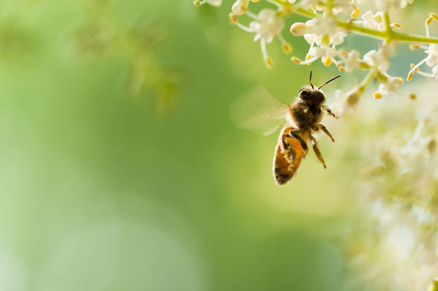 allergy-division.jpg__PID:6f589c6d-df9c-42eb-a3aa-44cc6028b4e7